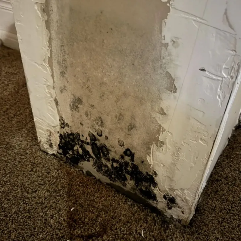 Professional Mold Removal in Oakland County, MI